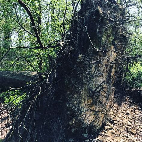 Huge fallen tree roots nature is crazy | Tree roots, Tree, Nature