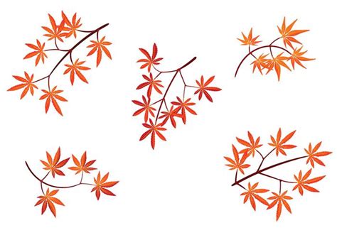 Set of Japanese Maple Leaves with Isolated on White Background 159095 Vector Art at Vecteezy