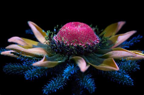 Photographer Craig P. Burrows Captures Intensely Beautiful Flowers ...