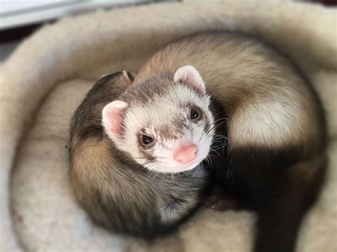 Ferris the ferret | Funny ferrets, Baby ferrets, Cute ferrets