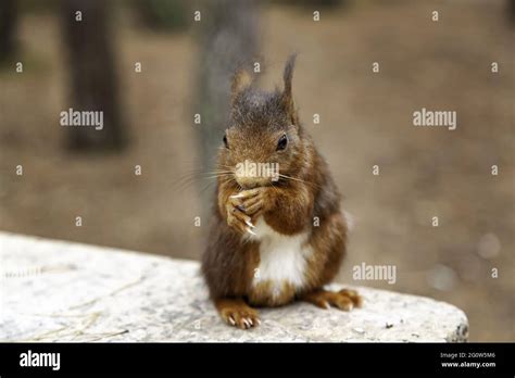 Squirrel eating nuts in forest, wild and free animals Stock Photo - Alamy