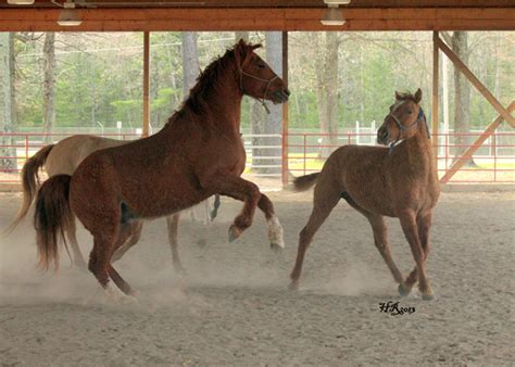 The American Bashkir Curly Horse Breed Profile | Equitrekking