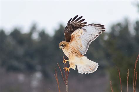 Red Shouldered Hawk Vs Red Tailed Hawk