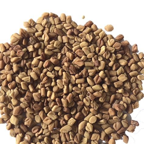 Fenugreek Seeds - 1 oz or 4 oz — Smoke Camp Crafts