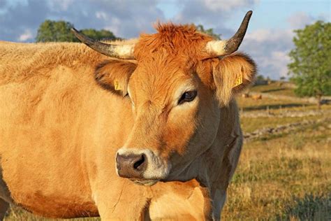 Aubrac Cattle