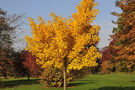 Ginkgo Biloba Autumn Gold 30mm - Groupe Jardin Pro - Centre jardin ...