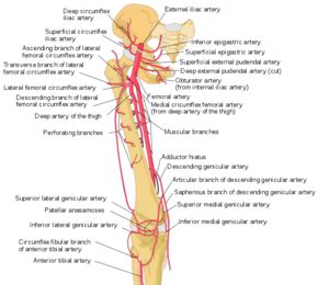 Femoral Artery - Physiopedia