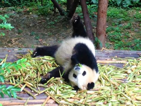 Chengdu Panda Visit in China | Everything You Need to Know