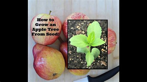 How to Grow an Apple Tree From Seed! - YouTube