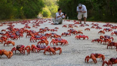 Google’s Christmas Island crabs | KidsNews