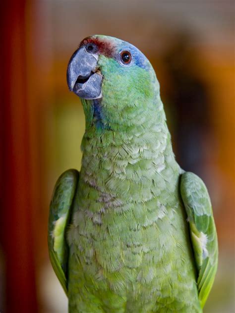 Keeping Amazon Parrots as Pets