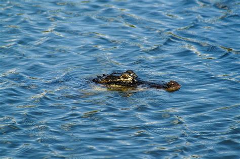 Airboat Rides Florida Everglades History & Culture | Airboat Rides Florida Everglades