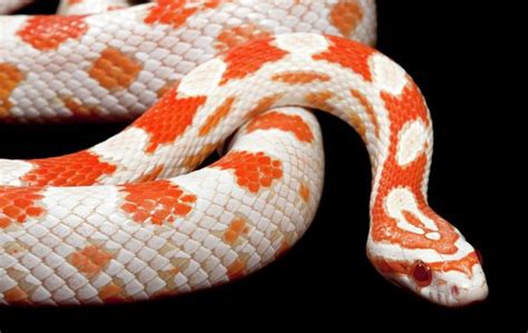 Best Corn Snake Morphs | MyPetCareJoy