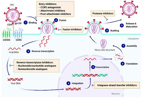 Antiretroviral Drugs Mechanism Of Action