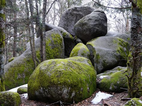 The Stone Forest