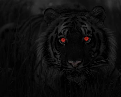 black tiger by gargolmedo on DeviantArt