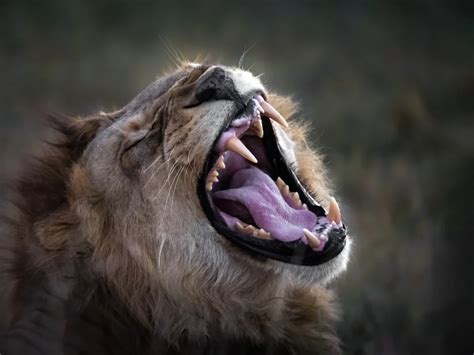 Unleashing the Roar: Decoding the Bite Force of a Lion and Its Crushing Power Revealed – Bungee ...