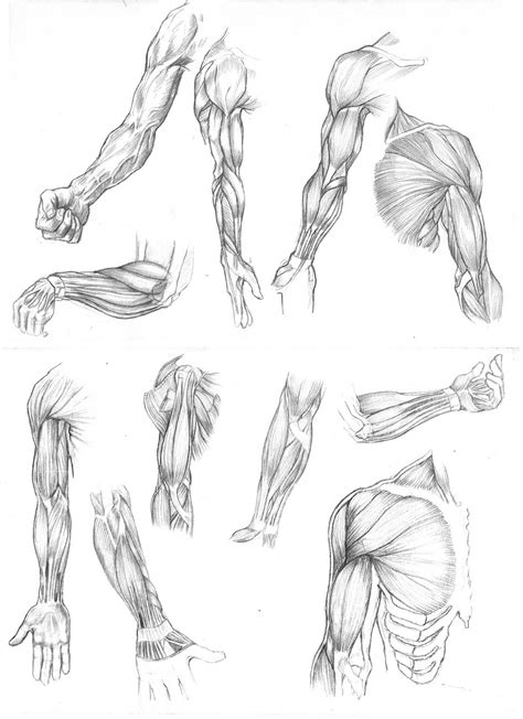 Protoblog: Arm Muscle Studies 01