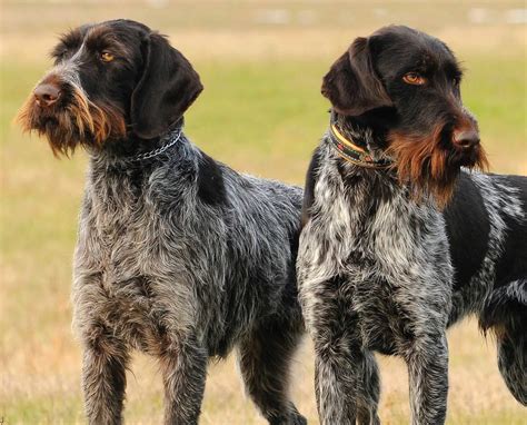 Can A German Roughhaired Pointer Live In Australia