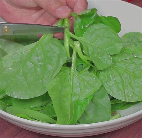 Refreshing Malabar Spinach Salad with Garlic Sauce