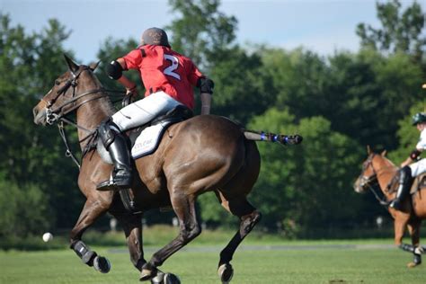 Selecting Polo Ponies