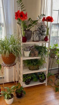 340 Plant Decor ideas | plant decor, room with plants, house plants decor