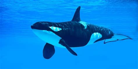 30 Beautiful Killer Whale Pictures and HD Wallpapers