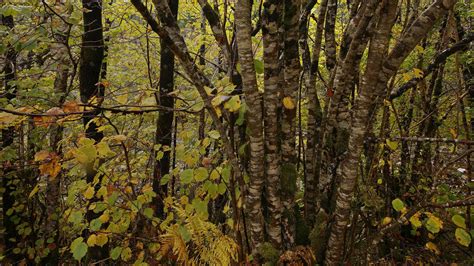 Hazel tree facts and information | Trees for Life