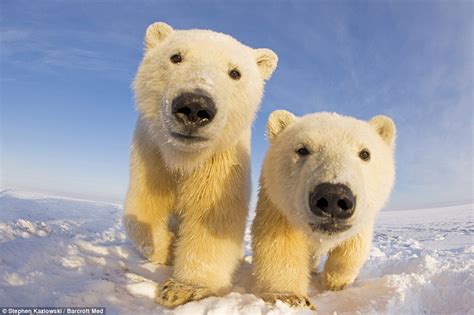 Ice to see you! Curious polar bears get up close and personal with brave wildlife photographer's ...