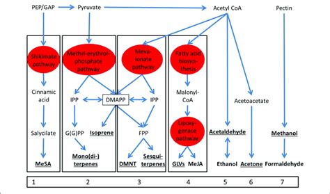 | Biosynthetic pathways of the major compounds that are emitted from... | Download Scientific ...