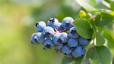 Caring for Fruit Trees and Bushes: Blueberry • Arbor Day Blog