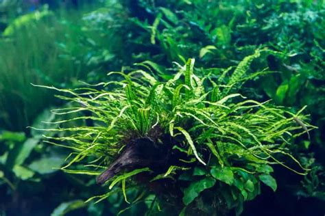 Top 10 Best Aquarium Plants For Betta Fish - With Pictures