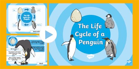 Life Cycle Of Penguins For Kids