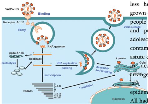 Life cycle of SARS CoV 1.5. Sign and symptoms Gentle respiratory plot... | Download Scientific ...