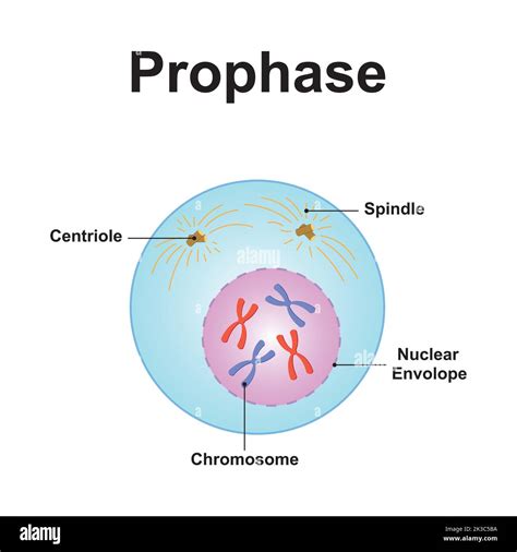 Interphase Labeled