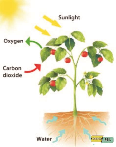 6 Factors Affecting Photosynthesis and Its Explanations | Domain Biologi