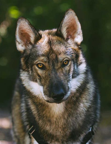 What You Should Know Before You Invest In A German Shepherd Wolf Mix | Your Dog Advisor