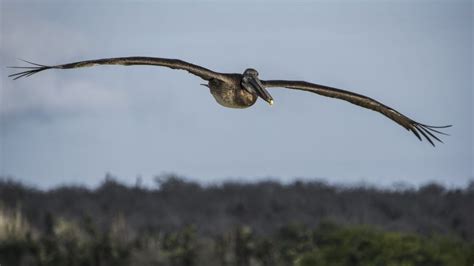 Pelican wingspan | Smithsonian Photo Contest | Smithsonian Magazine