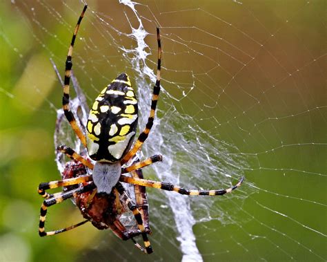 Black-and-Yellow Argiope (Argiope aurantia) | Split Oak Fore… | Flickr