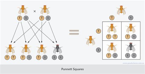 Genetic Diagram Punnett Square