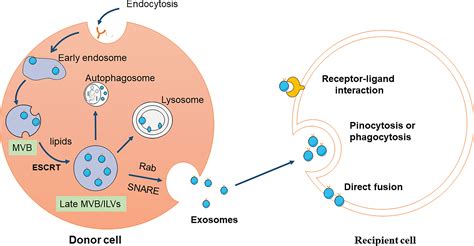 Frontiers | Exosomes: Biomarkers and Therapeutic Targets of Diabetic Vascular Complications