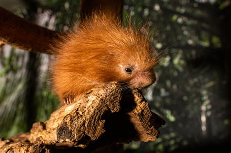 Prehensile-tailed porcupine born at National Zoo in DC - WTOP News