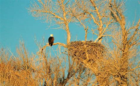 Get to know A Bald Eagle Nest. - Avian Report