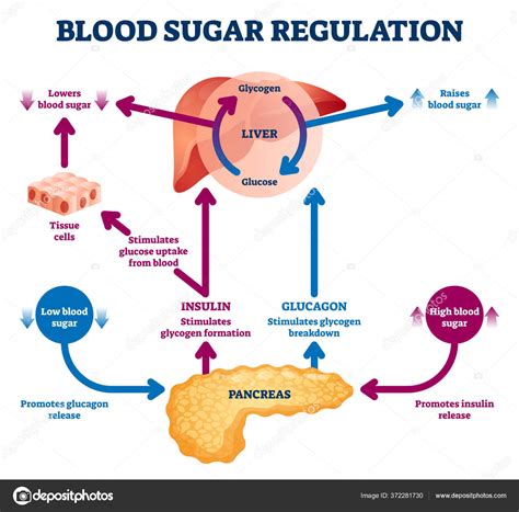 Blood sugar regulation vector illustration. Labeled process cycle scheme. Stock Vector by ...