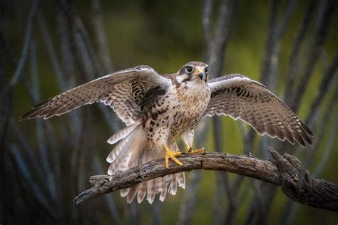 Prairie Falcon | Audubon Field Guide