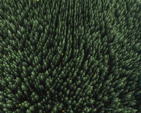 wallpaper forest, aerial view, trees, treetops, conifer HD : Widescreen : High Definition ...