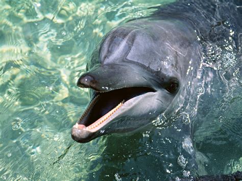 Cute Dolphin Wallpaper - WallpaperSafari