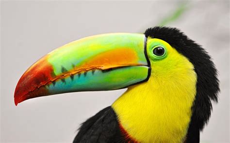 Toucan Wallpapers - Wallpaper Cave