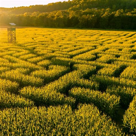 9 Best Corn Maze Designs 2023 - Mesmerizing Corn Maze Photos