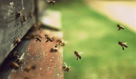 11 Things You Should Know Right Now About Honey Bees